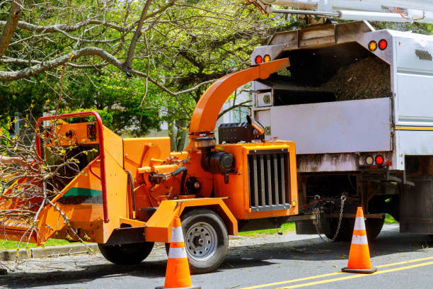 Best Tree and Shrub Care  in Duarte, CA